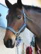 photo questre de cheval